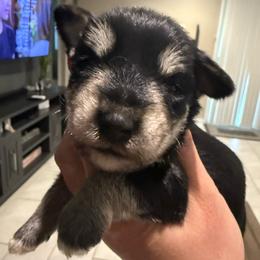Boy 1 - Black and silver male Miniature Schnauzer puppy in Avondale, Arizona from Campos Schnauzers
