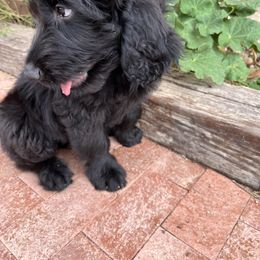 Assorted Doodle Crosses Puppies from Golden Mountain Doodles
