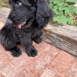 Assorted Doodle Crosses Puppies from Golden Mountain Doodles