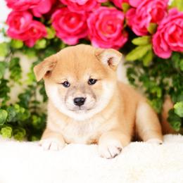 Apple Pie -FULL AKC REGISTRATION- - Red female Shiba Inu puppy in Neosho, Missouri from Kenny Cave K9s