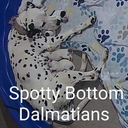 Dalmatian Puppies from Spotty Bottom Dalmatians