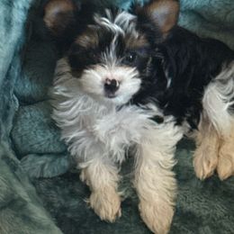 Max's Sister Ruby - Black tan and white female Biewer Terrier puppy in Lebanon, Oregon from SD99Biewers