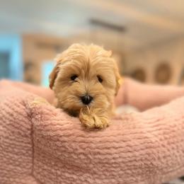 Max - Wheaten male Miniature Schnauzer puppy in Orange City, Florida from Xaysha’s Miniature Schnauzers