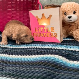 Goldendoodle Puppies from The Dood Effect
