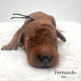 Fernando - Red  male Goldendoodle puppy in Sunman, Indiana from Brunsman Country Doodles LLC