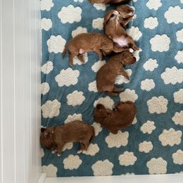 Goldendoodle Puppies from Summer Sun Doodles