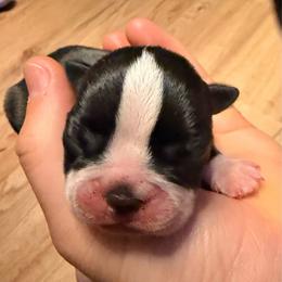 Purple - Black and white female Boston Terrier puppy in Hialeah, Florida from K&N Boston Paws