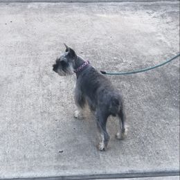 Lucce - Miniature Schnauzer