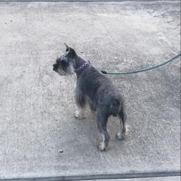 Lucce - Miniature Schnauzer