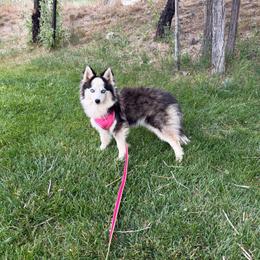 Ranger - Pomsky