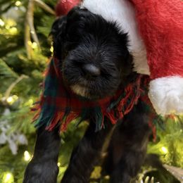 Scrooge - Black and white male Sheepadoodle puppy in Surprise, Arizona from Desert Lily Doodles