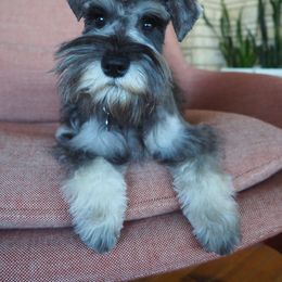 Miniature Schnauzer Puppies from Krystle's Miniature Schnauzers