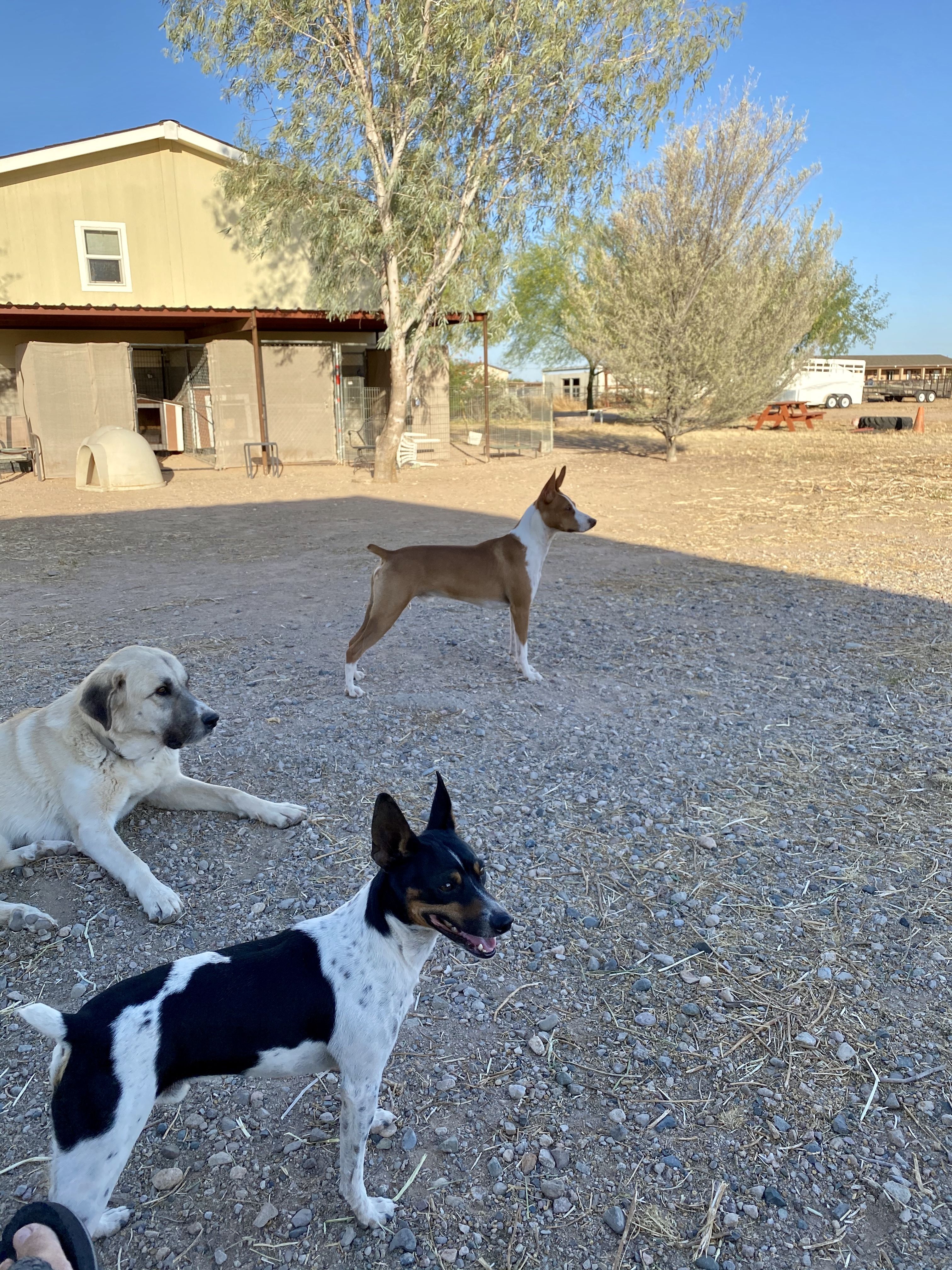 Chisum - Rat Terrier