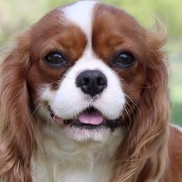 Bentley - Cavalier King Charles Spaniel