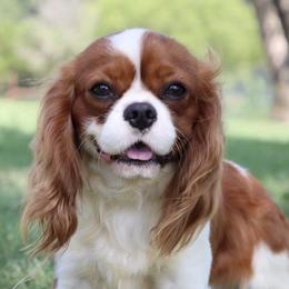 Bentley - Cavalier King Charles Spaniel