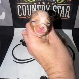 Colson - Merle male Chihuahua puppy in Palmyra, Indiana from Country Star Chihuahuas