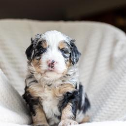 Cash - Merle male Bernedoodle puppy in Narvon, Pennsylvania from CBKB Bernedoodle’s