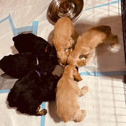 Cocker Spaniel Puppies from Hilltop Cockers