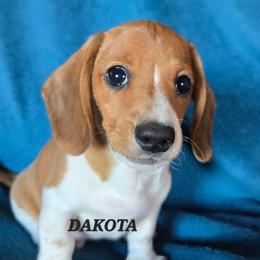 Dakota - Red male Dachshund puppy in Blair, Oklahoma from North Fork Doxies-Okla