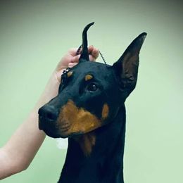 China - Doberman Pinscher