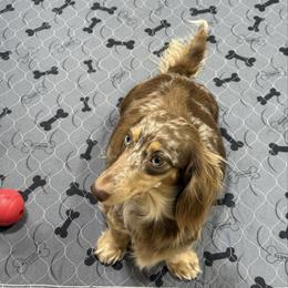 Izzy - Dachshund