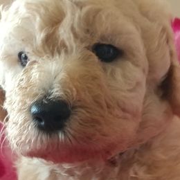 Goldendoodles and Labradoodles from Highland Sunrise Academy Stable and Kennel