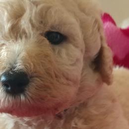 Goldendoodles and Labradoodles from Highland Sunrise Academy Stable and Kennel