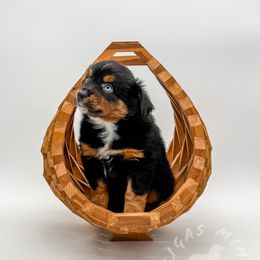 Jett - Black tri Miniature Australian Shepherd puppy in Covington, Pennsylvania from Rigas Mini Aussies LLC