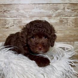 Daisy - Chocolate female Goldendoodle puppy in Connecticut from Gracie Doodle