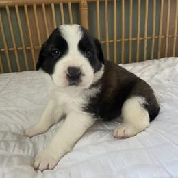 Dark pink female - Red and white female Saint Bernard puppy in Albany, Georgia from Magnolia Saint Bernards
