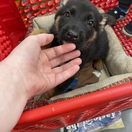 German Shepherd Puppies from Dady Shepherds