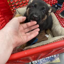 German Shepherd Puppies from Dady Shepherds
