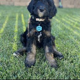 Goldendoodle Puppies from Lundee Doodles