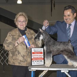 Georgio - Miniature Schnauzer