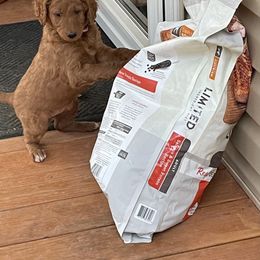 Goldendoodle Puppies from FurEver Friends Doodles