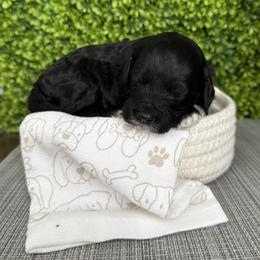 Ace - Black male Goldendoodle puppy in Clinton, Utah from Golden Law Kennels