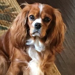 Cavalier King Charles Spaniels from Chris' Cavalier King Charles Spaniels