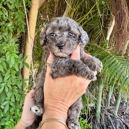 Merlin - Merle male Goldendoodle puppy in Fort Myers, Florida from Daisy Doodles LLC