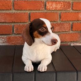 BO - Dachshund