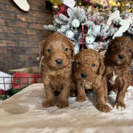 Girl 2 - Apricot female Goldendoodle puppy in Rush, New York from Care Bear Puppies