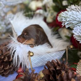 Chocolate and tan male 1 - Chocolate and tan male Dachshund puppy in Wills Point, Texas from East Mini Dachshunds Texas