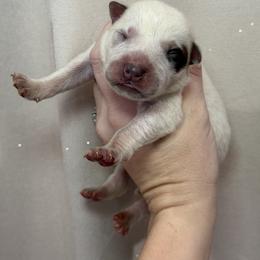 Lucky - Red speckled male Australian Cattle Dog puppy in Rosharon, Texas from 4Surge Cattle Dogs