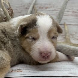 RMF - Red merle female Toy Australian Shepherd puppy in Lindale, Texas from Circle JTS Ranch