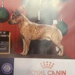 Doobie - Australian Cattle Dog