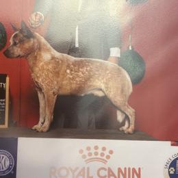 Doobie - Australian Cattle Dog