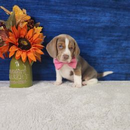 Samson - Brown white and tan male Beagle puppy in Pottersville, Missouri from Lovan's Spring Creek Kennel
