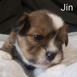 Jin - Red male Lhasa Apso puppy in Jefferson, New York from Absolute Lhasa Love