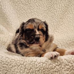 Australian Shepherd Puppies from Skyview Aussies