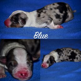 Australian Shepherd Puppies from Saddle Peak Aussies