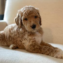 Pickle - AKC - Apricot male Poodle puppy in Haines City, Florida from Noelle Poodles